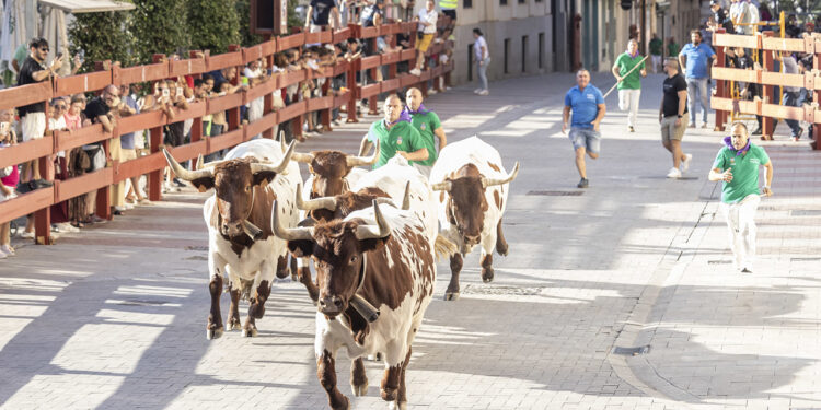 La Cabestrada de Saleri II pone a prueba con éxito el recorrido de los encierros de Guadalajara La Cabestrada de Saleri II pone a prueba con éxito el recorrido de los encierros de Guadalajara