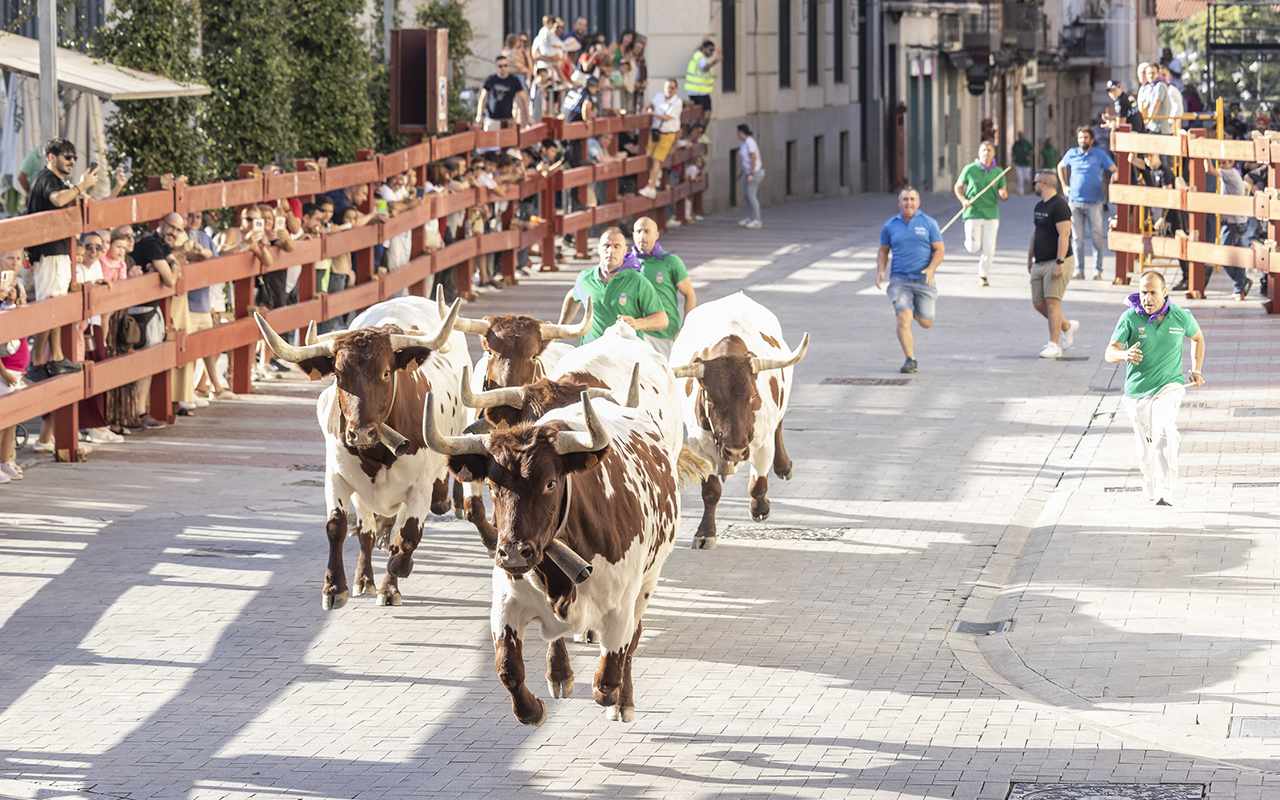 La Cabestrada de Saleri II pone a prueba con éxito el recorrido de los encierros de Guadalajara La Cabestrada de Saleri II pone a prueba con éxito el recorrido de los encierros de Guadalajara