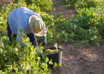 La Denominación de Origen La Mancha afronta la fase final de la vendimia 2026