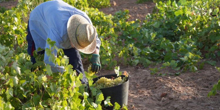 La Denominación de Origen La Mancha afronta la fase final de la vendimia 2026