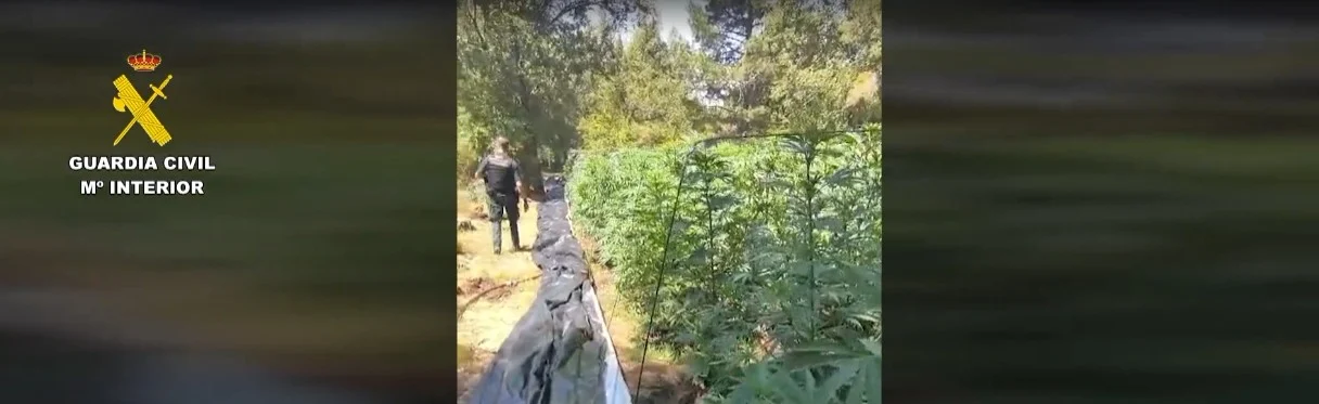 La Guardia Civil desmantela dos macroplantaciones de marihuana en los montes de Huélamo y San Martín de Boniches