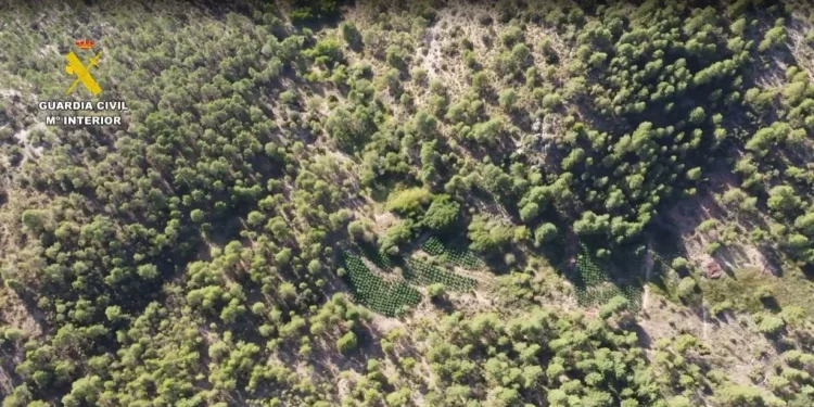 La Guardia Civil desmantela dos macroplantaciones de marihuana en los montes de Huélamo y San Martín de Boniches