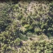 La Guardia Civil desmantela dos macroplantaciones de marihuana en los montes de Huélamo y San Martín de Boniches La Guardia Civil desmantela dos macroplantaciones de marihuana en los montes de Huélamo y San Martín de Boniches