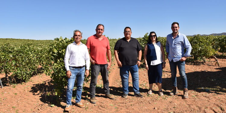 La Junta abona cerca de un millón de euros para modernizar 304 hectáreas de viñedo en la provincia de Cuenca La Junta abona cerca de un millón de euros para modernizar 304 hectáreas de viñedo en la provincia de Cuenca