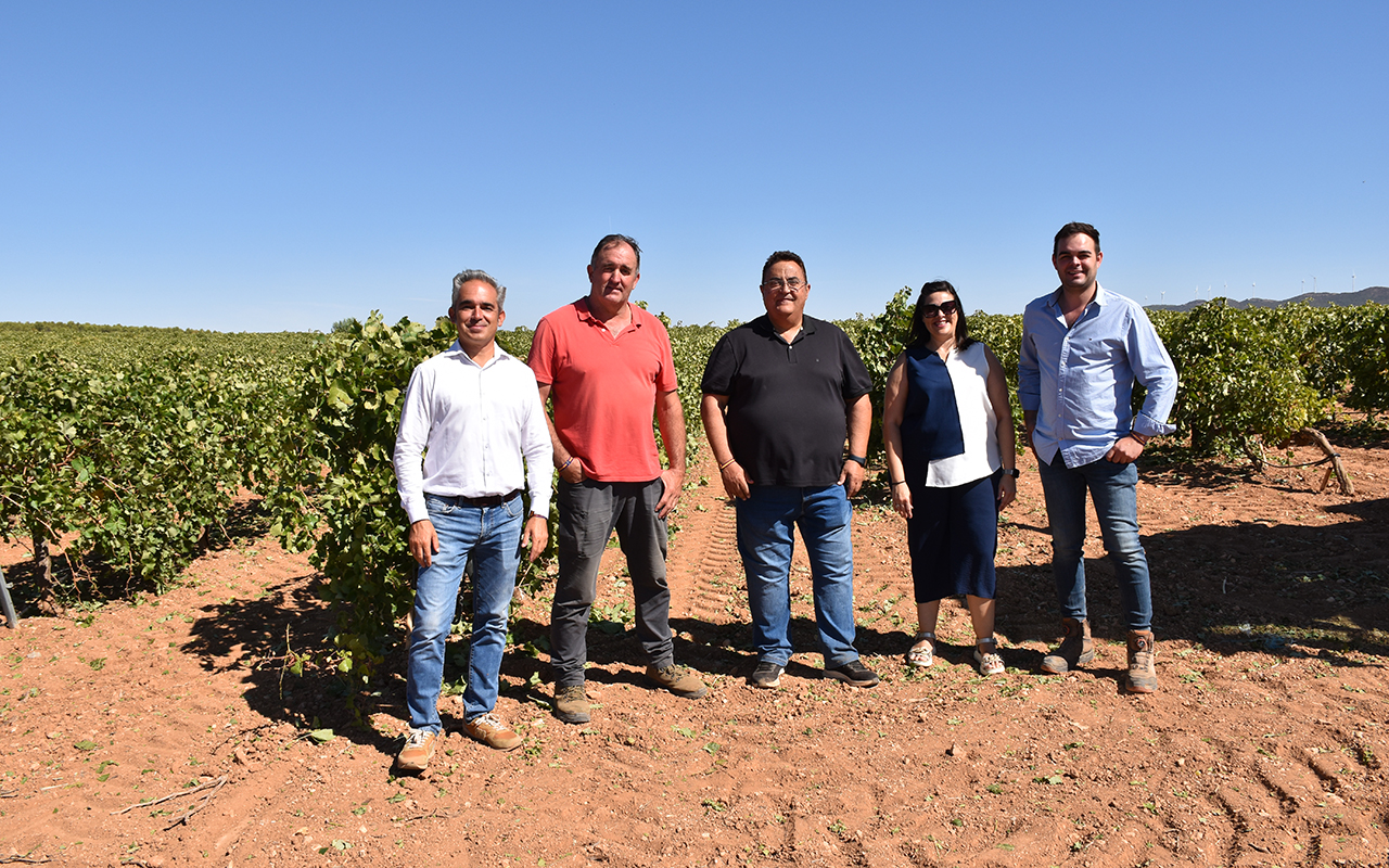 La Junta abona cerca de un millón de euros para modernizar 304 hectáreas de viñedo en la provincia de Cuenca La Junta abona cerca de un millón de euros para modernizar 304 hectáreas de viñedo en la provincia de Cuenca