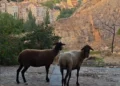 La Policía Local de Cuenca busca al dueño de dos ovejas localizadas junto a la Puerta de San Juan