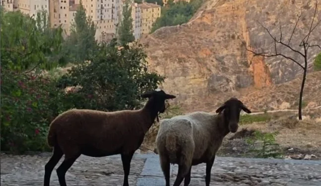 La Policía Local de Cuenca busca al dueño de dos ovejas localizadas junto a la Puerta de San Juan La Policía Local de Cuenca busca al dueño de dos ovejas localizadas junto a la Puerta de San Juan