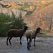 La Policía Local de Cuenca busca al dueño de dos ovejas localizadas junto a la Puerta de San Juan La Policía Local de Cuenca busca al dueño de dos ovejas localizadas junto a la Puerta de San Juan
