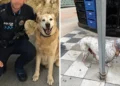 La Policía Local de Cuenca propone para sanción a dos dueños por dejar a un perro atado a una señal y a otro suelto