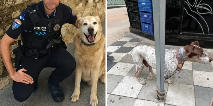 La Policía Local de Cuenca propone para sanción a dos dueños por dejar a un perro atado a una señal y a otro suelto La Policía Local de Cuenca propone para sanción a dos dueños por dejar a un perro atado a una señal y a otro suelto