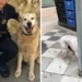 La Policía Local de Cuenca propone para sanción a dos dueños por dejar a un perro atado a una señal y a otro suelto La Policía Local de Cuenca propone para sanción a dos dueños por dejar a un perro atado a una señal y a otro suelto