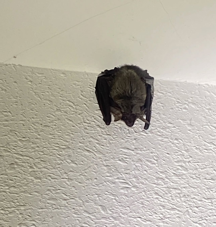 La Policía Local de Cuenca rescata a un murciélago atrapado durante dos días en un portal 1 La Policía Local de Cuenca rescata a un murciélago atrapado durante dos días en un portal
