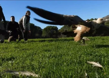 La actividad cinegética supone un recurso alimentario de gran importancia para la conservación de las aves necrófagas
