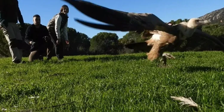 La actividad cinegética supone un recurso alimentario de gran importancia para la conservación de las aves necrófagas La actividad cinegética supone un recurso alimentario de gran importancia para la conservación de las aves necrófagas