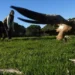 La actividad cinegética supone un recurso alimentario de gran importancia para la conservación de las aves necrófagas La actividad cinegética supone un recurso alimentario de gran importancia para la conservación de las aves necrófagas