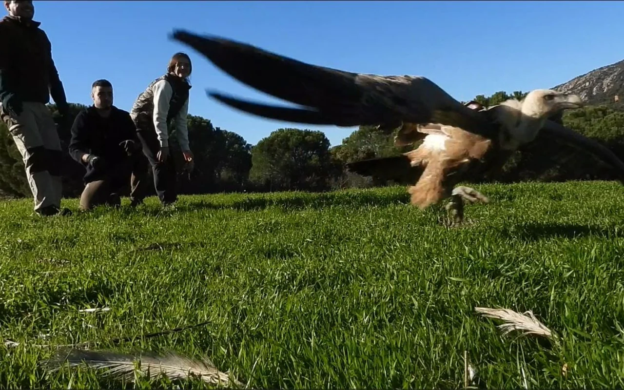 La actividad cinegética supone un recurso alimentario de gran importancia para la conservación de las aves necrófagas La actividad cinegética supone un recurso alimentario de gran importancia para la conservación de las aves necrófagas