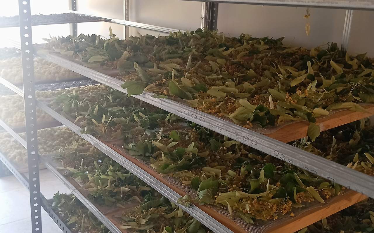 Las plantas medicinales reviven Arandilla del Arroyo: el proyecto artesanal y sostenible que respalda Invierte en Cuenca 1 Las plantas medicinales reviven Arandilla del Arroyo el proyecto artesanal y sostenible que respalda Invierte en Cuenca