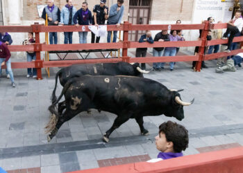 Los toros de Juan Pedro Domecq cierran las Ferias de Guadalajara con más de 2.000 corredores en el casco histórico Los toros de Juan Pedro Domecq cierran las Ferias de Guadalajara con más de 2.000 corredores en el casco histórico