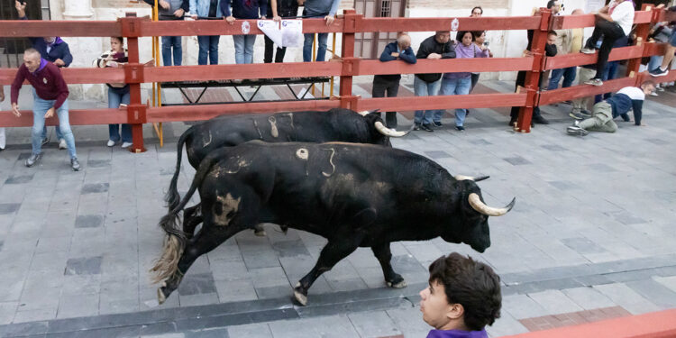 Los toros de Juan Pedro Domecq cierran las Ferias de Guadalajara con más de 2.000 corredores en el casco histórico