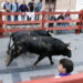 Los toros de Juan Pedro Domecq cierran las Ferias de Guadalajara con más de 2.000 corredores en el casco histórico Los toros de Juan Pedro Domecq cierran las Ferias de Guadalajara con más de 2.000 corredores en el casco histórico