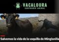 PACMA solicita que la vaquilla huida en Minglanilla sea cedida a un santuario y no sacrificada