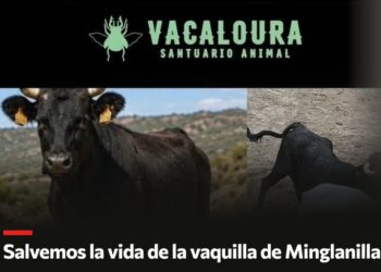 PACMA recurre ante la Junta y anuncia acciones legales si se sacrifica a la vaquilla huida en Minglanilla PACMA recurre ante la Junta y anuncia acciones legales si se sacrifica a la vaquilla huida en Minglanilla