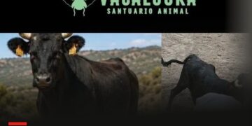 PACMA solicita que la vaquilla huida en Minglanilla sea cedida a un santuario y no sacrificada