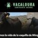 PACMA solicita que la vaquilla huida en Minglanilla sea cedida a un santuario y no sacrificada PACMA solicita que la vaquilla huida en Minglanilla sea cedida a un santuario y no sacrificada
