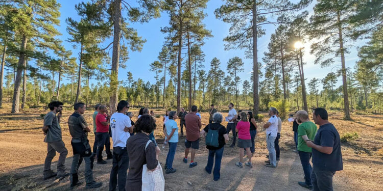 Un curso de verano de la UCLM aborda en Cuenca los retos del sector forestal en asuntos como el fuego o la bioeconomía Un curso de verano de la UCLM aborda en Cuenca los retos del sector forestal en asuntos como el fuego o la bioeconomía