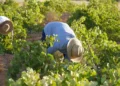 Vendimia 2026 generalizada en DO La Mancha con la recogida del Airén