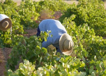 Vendimia 2026 generalizada en DO La Mancha con la recogida del Airén