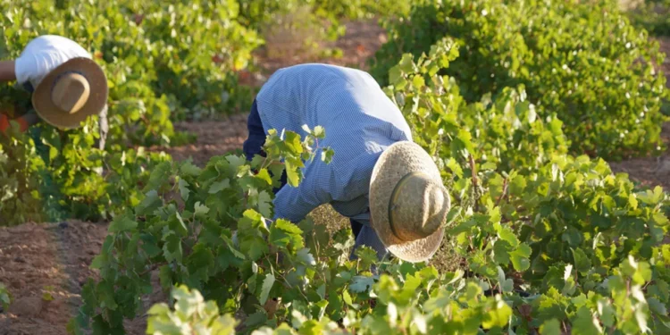 Vendimia 2026 generalizada en DO La Mancha con la recogida del Airén