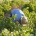 Vendimia 2026 generalizada en DO La Mancha con la recogida del Airén Vendimia 2026 generalizada en DO La Mancha con la recogida del Airén