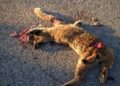 Villaescusa de Haro exige medidas urgentes en la N-420 tras el segundo atropello de un lince ibérico en pocas semanas