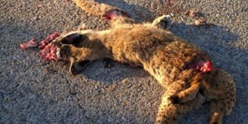 Villaescusa de Haro exige medidas urgentes en la N-420 tras el segundo atropello de un lince ibérico en pocas semanas