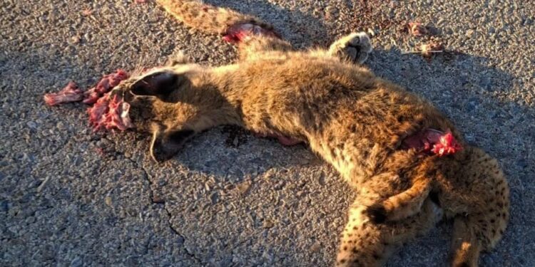 Villaescusa de Haro exige medidas urgentes en la N-420 tras el segundo atropello de un lince ibérico en pocas semanas