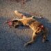 Villaescusa de Haro exige medidas urgentes en la N-420 tras el segundo atropello de un lince ibérico en pocas semanas Villaescusa de Haro exige medidas urgentes en la N-420 tras el segundo atropello de un lince ibérico en pocas semanas