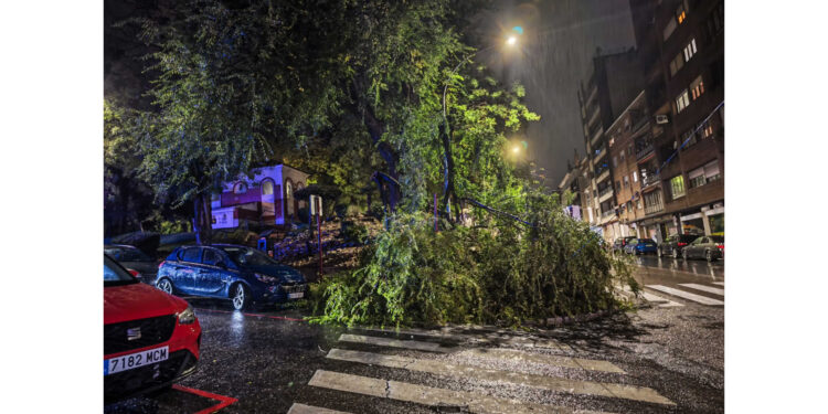 La caída de un árbol en la calle La Carrera complica el paso peatonal en Guadalajara bajo la lluvia La caída de un árbol en la calle La Carrera complica el paso peatonal en Guadalajara bajo la lluvia