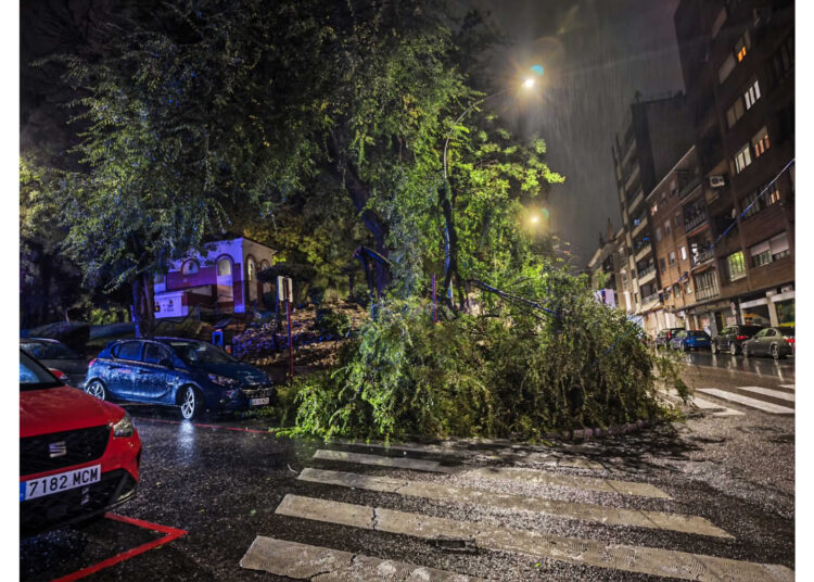 La caída de un árbol en la calle La Carrera complica el paso peatonal en Guadalajara bajo la lluvia
