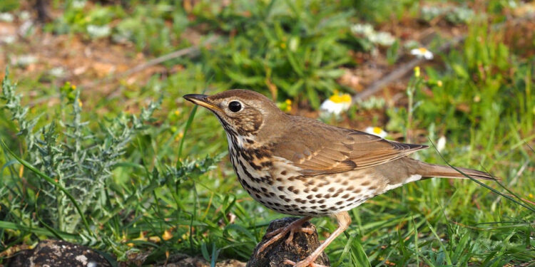 Cazadores de toda España volverán a aportar datos científicos al proyecto Zorzales Cazadores de toda España volverán a aportar datos científicos al proyecto Zorzales
