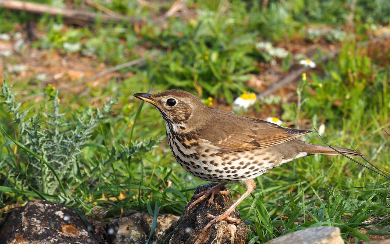 Cazadores de toda España volverán a aportar datos científicos al proyecto Zorzales Cazadores de toda España volverán a aportar datos científicos al proyecto Zorzales