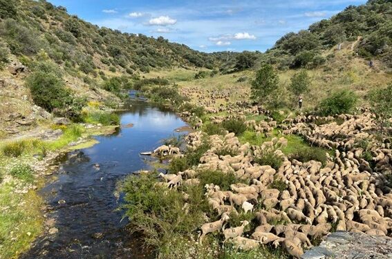 El Gobierno blinda más de 11.390 kilómetros de vías pecuarias frente a ocupaciones y asegura el paso de la trashumancia El Gobierno blinda más de 11.390 kilómetros de vías pecuarias frente a ocupaciones y asegura el paso de la trashumancia