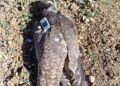 El Seprona investiga a un cazador en Guadalajara por abatir a tiros un halcón peregrino tutelado por un proyecto de conservación
