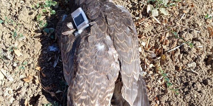 El Seprona investiga a un cazador en Guadalajara por abatir a tiros un halcón peregrino tutelado por un proyecto de conservación