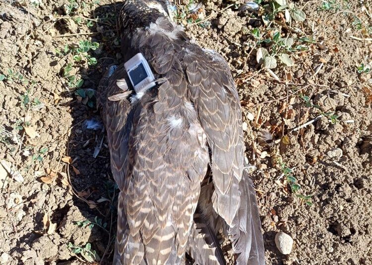 El Seprona investiga a un cazador en Guadalajara por abatir a tiros un halcón peregrino tutelado por un proyecto de conservación