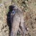 El Seprona investiga a un cazador en Guadalajara por abatir a tiros un halcón peregrino tutelado por un proyecto de conservación