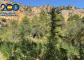 Golpe policial al narcotráfico en la Serranía Baja de Cuenca con la incautación de 5.000 plantas de marihuana valoradas en 4,5 millones