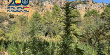 Golpe policial al narcotráfico en la Serranía Baja de Cuenca con la incautación de 5.000 plantas de marihuana valoradas en 4,5 millones