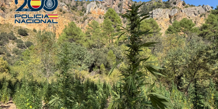Golpe policial al narcotráfico en la Serranía Baja de Cuenca con la incautación de 5.000 plantas de marihuana valoradas en 4,5 millones Golpe policial al narcotráfico en la Serranía Baja de Cuenca con la incautación de 5.000 plantas de marihuana valoradas en 4,5 millones