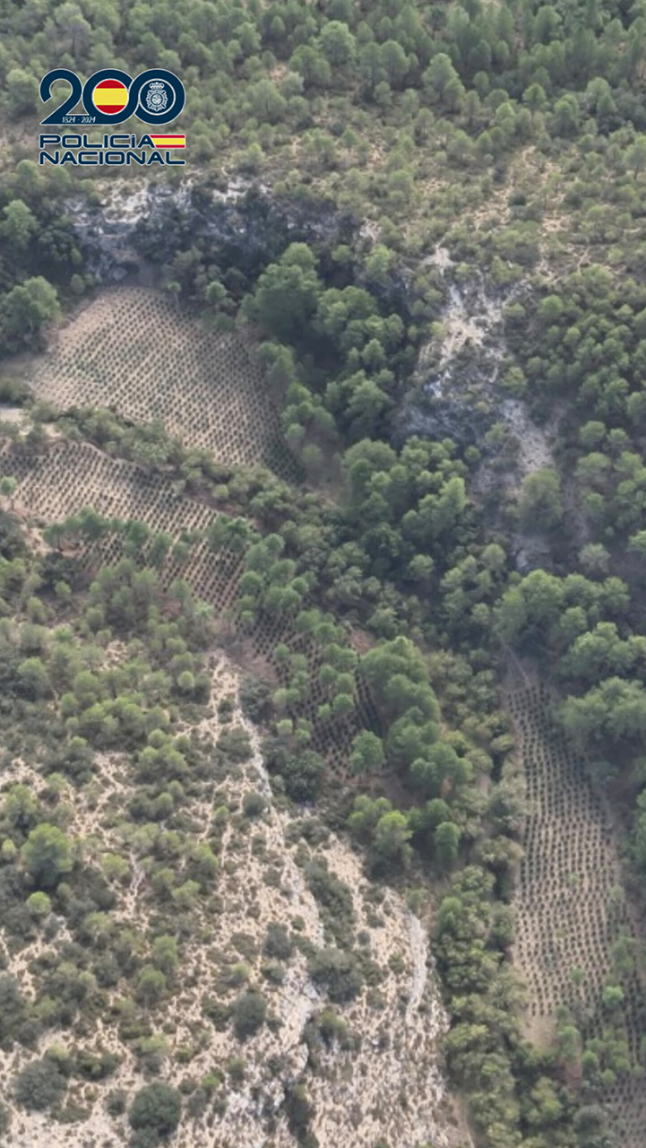 Golpe policial al narcotráfico en la Serranía Baja de Cuenca con la incautación de 5.000 plantas de marihuana valoradas en 4,5 millones 1 Golpe policial al narcotráfico en la Serranía Baja de Cuenca con la incautación de 5.000 plantas de marihuana valoradas en 4,5 millones